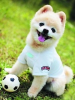 如何把自己的宠物打造成网红？