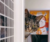 为了“它”，你花了多少钱？