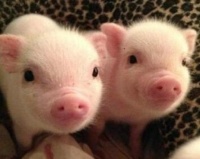 现如今当下的热门网红宠物，会有哪几种呢，这里面哪些是你养过的