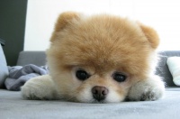 2014年网上最红宠物明星[组图]