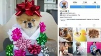 萌得不要不要的INS十大网红宠物~