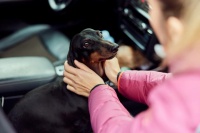 陪伴的力量——科学养宠物，减轻孤独感，拥抱心灵温暖