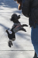 什么样的宠物最吸引眼球