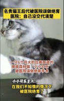 6个月大比赛用途挪威森林猫本想在医院体检！结果被误做绝育手术