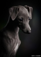 世界狗狗摄影比赛落幕 中国选手和中国犬种落榜