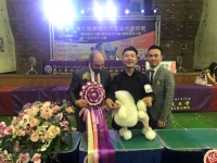 空中阁宠物美容比赛荣誉展示