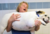 宝贝，你该减肥了！英组织办比赛帮肥胖宠物瘦身