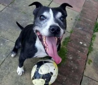 10岁斯塔福咬爆皮球后大笑不止，因此获得宠物“笑容比赛”大奖 2020