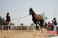 比利时奢侈马术比赛 配专人为“选手”按摩疏导情绪