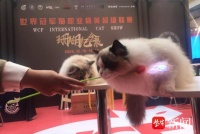 视频｜WCF世界冠军猫职业精英超级联赛来到扬州