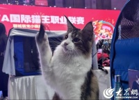 中国CFA国际猫王职业联赛聊城赛举行，111只“喵星人”高萌来袭