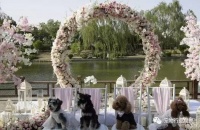 宠物社交怎么做？