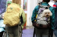 想带宠物出门旅行有多难？