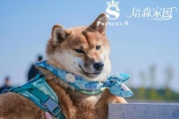 北京宠物友好公园｜带狗狗打卡