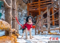 （新春见闻）携宠出游感受“诗和远方” 宠物旅行团春节假期走热