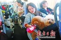 住酒店、游览油菜花田……带着宠物去旅行是种怎样的体验