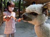 宠物旅游：专业服务，市场前景广阔