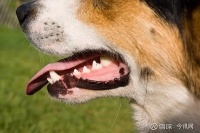 红狗健口乐·洁牙粉：关注犬猫口腔健康，清新口气 据临床数据统计宠物口腔疾病是健康检查中最常见的疾病3岁以上的宠物，超过2/3的宠物会出现口腔疾病的症状而所有的犬猫都很容...