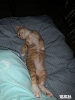 [宠物领养中心]06月01日新增25条宠物犬猫待领养信息～