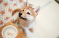 宠物美容行业趋势观察：2022年智能化、专业化和服务化的未来