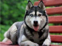 细谈宠物之道，这才是养小萌宠的日常写照