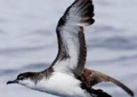 新浪博客里关于宠物的专栏是哪一块? 爱问知识人