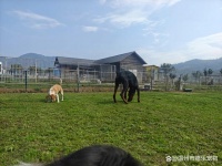 宠物学习培训的重要性