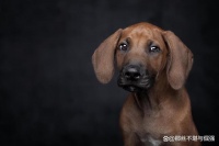 宠物界中非常受欢迎的12种动物，这些动物为什么那么受欢迎？