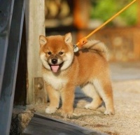 中国最受欢迎的宠物，第四种最萌，第一种最傻，你最喜欢哪种呢？