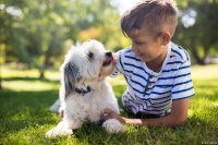 适合小孩养的五大宠物——孩子的忠实伙伴