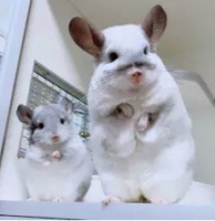 除了猫狗，还有哪些小动物适合做宠物？4种治愈系萌宠融化你的心~