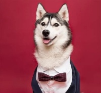 宠物风水学：有些动物你并不适合养的！！