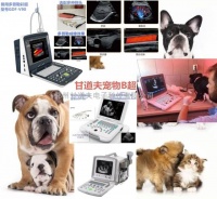 小动物B超宠物B超检测猫狗怀孕操作使用方法