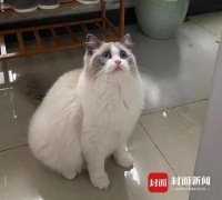宠物猫被邻居装在塑料袋里高空扔下活活摔死，网友怒了！