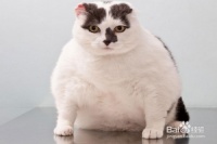 教大家怎样饲养好自己心爱的宠物