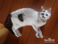 饲养宠物有哪些好处