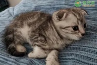 懒人可以养的宠物前十名