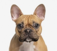 宠物行业的发展前景好？从这5方面来了解