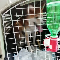 托运宠物回家后如何正确饲养？