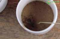 蟋蟀几天不吃东西会饿死？寿命长不长？