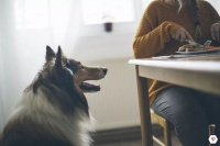 8种对宠物有毒的食物