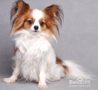 对宠物狗毛发健康有益的食物