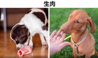 很多人或许不知道，会对宠物健康带来影响的8种食物