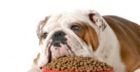 宠物食品的选择，不含谷物的食物对宠物来说更健康