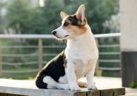 狗狗零食那么多，这些最营养健康，天天都喂也没得问题！