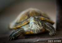 宝宝想养宠物，该如何选择，这8种总有适合他们的