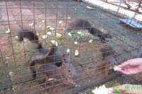 人工养殖野生松鼠作为观赏宠物，备受年轻人欢迎！