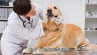 如何照顾你的宠物狗