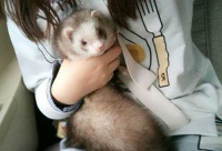 除了猫狗 ，这些小动物也可以当宠物，外观也很可爱