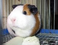 很好养的小动物（宠物）